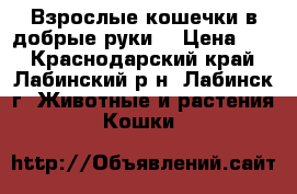 Взрослые кошечки в добрые руки. › Цена ­ 1 - Краснодарский край, Лабинский р-н, Лабинск г. Животные и растения » Кошки   